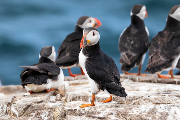 Photo le troupeau de macareux moines est debout sur une falaise sur les îles farne, mer du nord