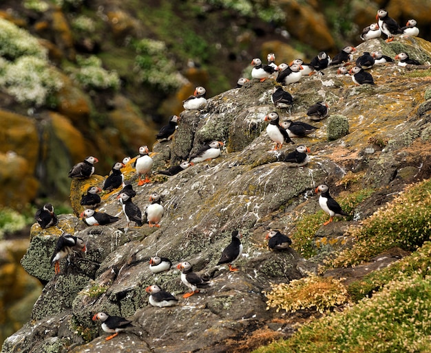 Photo le troupeau de macareux se détend sur un rocher, île de mai. north berwick. écosse