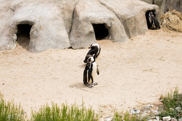 Un troupeau de manchots de Humboldt sur une côte rocheuse Le manchot de Humboldt est un pingouin de taille moyenne vit