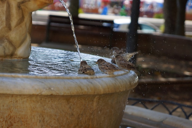 Un troupeau de moineaux baigne dans une fontaine du parc.