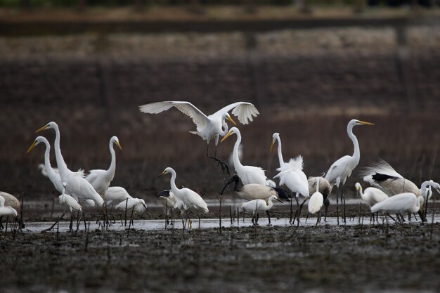 Photo un troupeau de mouettes sur le champ