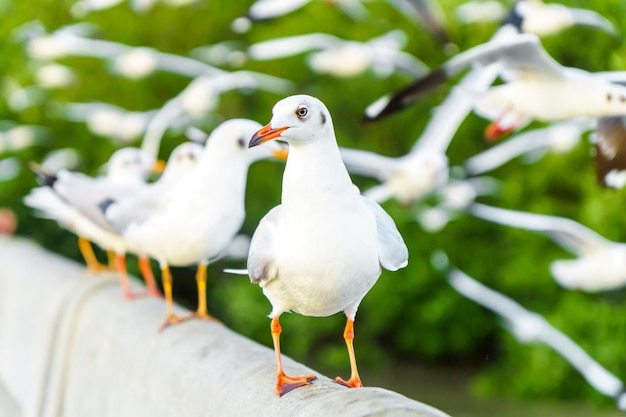 Troupeau de mouettes dans la nature