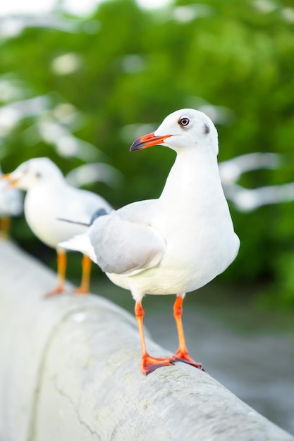 Troupeau de mouettes dans la nature