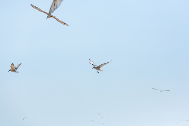 Un troupeau de mouettes encerclant dans le ciel près de la côte de la mer.