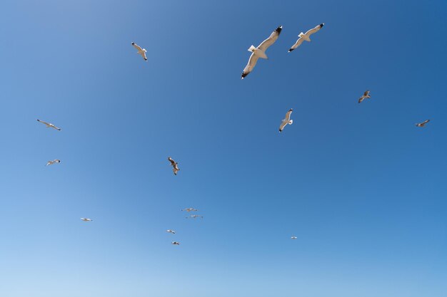 Troupeau de mouettes mouettes oiseaux de mer oiseaux volant dans le ciel bleu