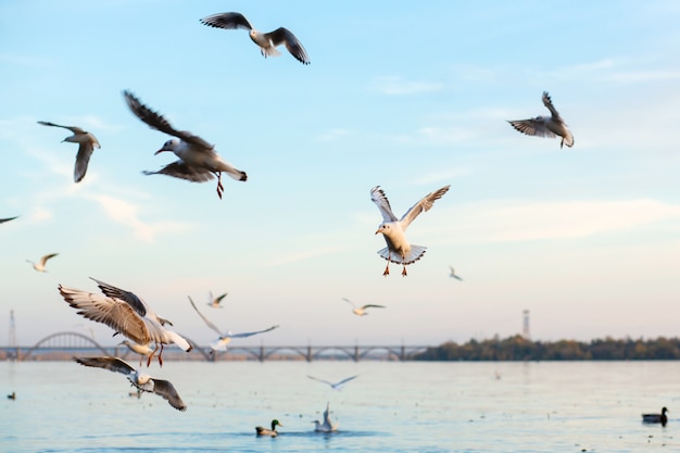 Un troupeau de mouettes sur les rives de la rivière de la ville.