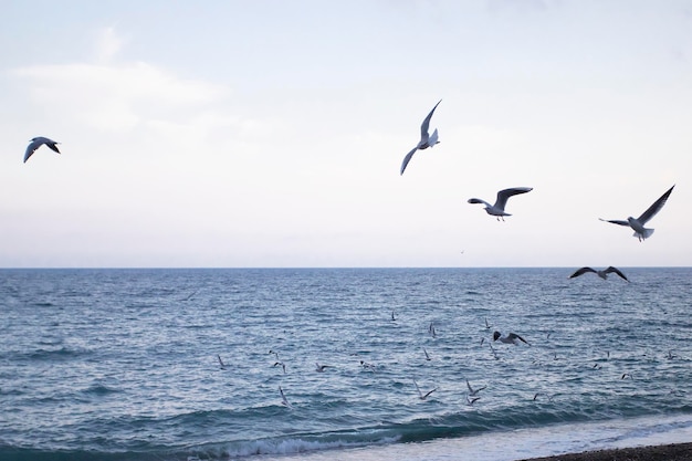 Un troupeau de mouettes survole la mer bleue