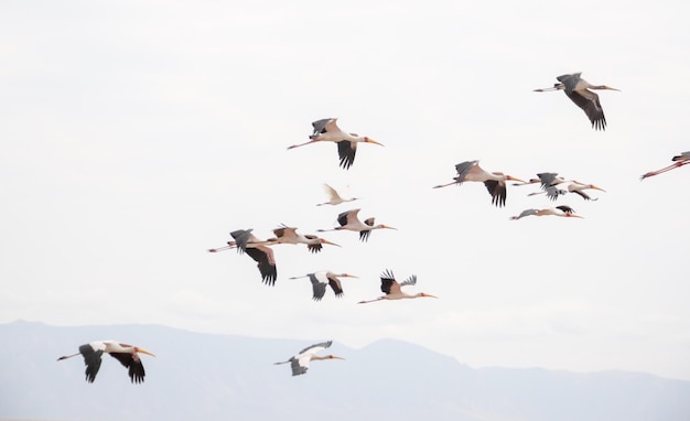 Troupeau de mouettes volant dans le ciel