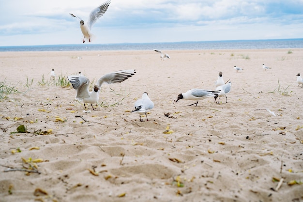 Troupeau de mouettes volant se battre pour se nourrir sur la plage au bord de la mer