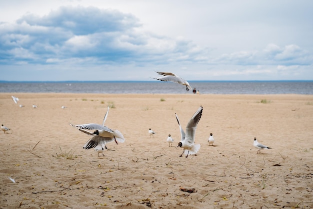 Troupeau de mouettes volant se battre pour se nourrir sur la plage au bord de la mer