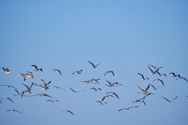 Troupeau de mouettes volantes contre le ciel bleu