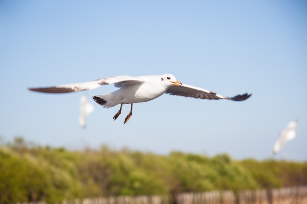 Troupeau de mouettes