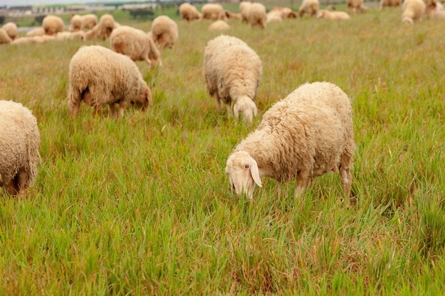 Troupeau, mouton, pâturage, dans, a, pré