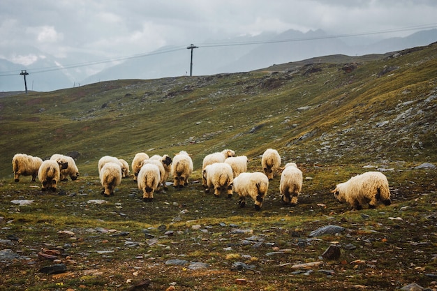 Troupeau de moutons blancs bovins sur prairie dans les montagnes suisses Suisse Zermatt vue sur l'agriculture brumeuse