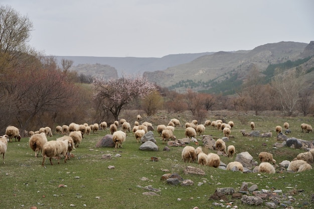 Un troupeau de moutons broute dans un pré dans les montagnes