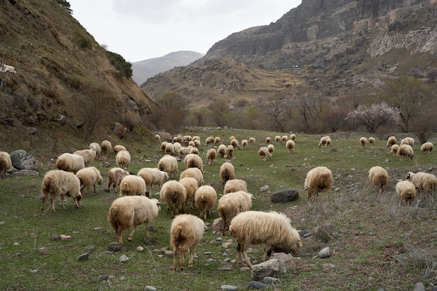 Un troupeau de moutons broute dans un pré dans les montagnes