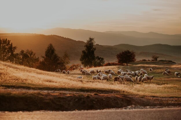 Un troupeau de moutons sur le champ contre le ciel