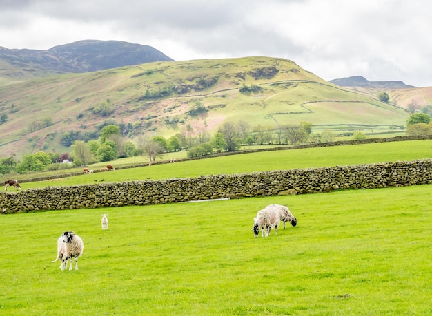 Troupeau de moutons sur champ vert et fond de montagne sous un ciel nuageux dans la campagne d'Angleterre