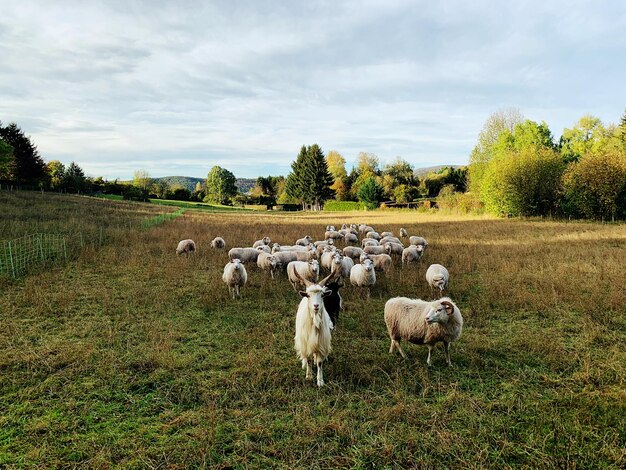 Un troupeau de moutons sur le champ