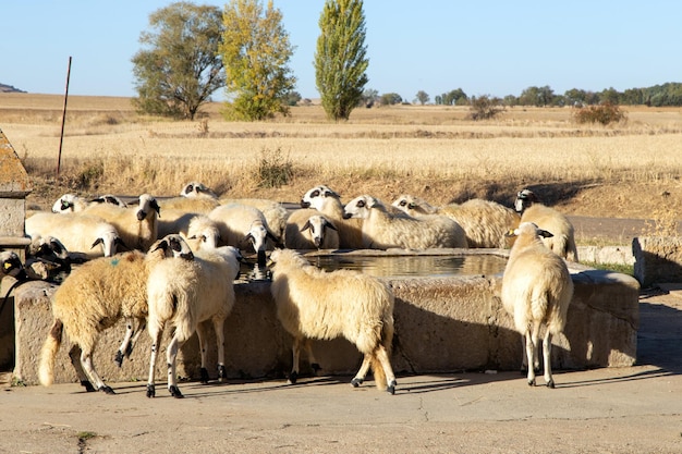 Troupeau de moutons Churra boire à un abreuvoir Tamara de Campos Palencia Espagne