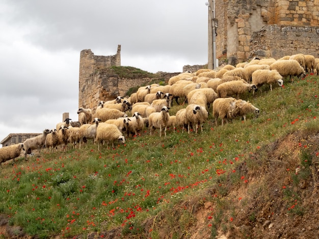 Photo un troupeau de moutons churra paissant sur une colline à côté du château de coruna del conde burgos espagne