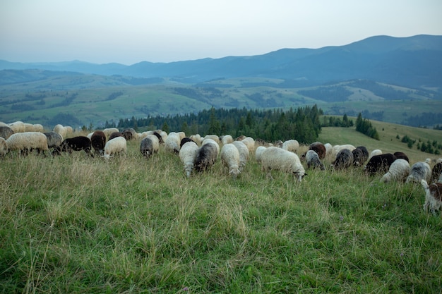 Un Troupeau De Moutons Sur Une Colline Dans Les Rayons Du Coucher Du Soleil.