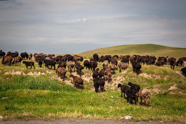 Le troupeau de moutons court sur le pré