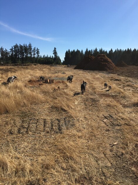 Photo un troupeau de moutons dans un champ