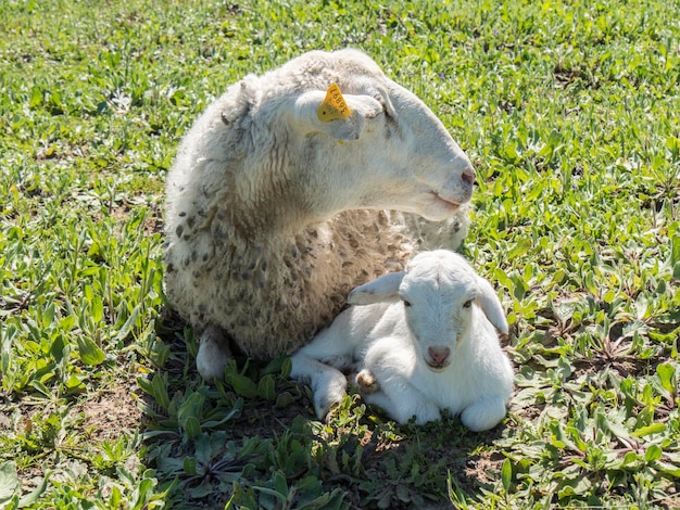 Troupeau de moutons dans le domaine