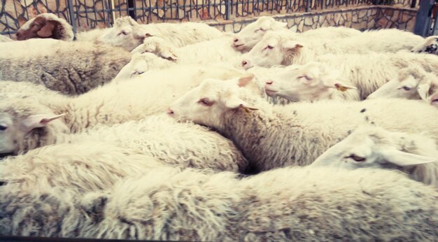 Troupeau de moutons dans un enclos