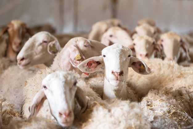 Troupeau de moutons dans l'étable