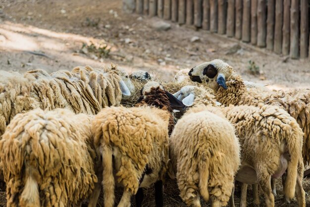 Un troupeau de moutons dans une ferme