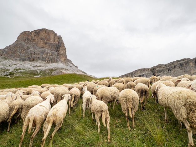 Troupeau de moutons dans la montagne des dolomites