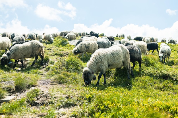 Un troupeau de moutons dans les montagnes Belle vue sur le paysage de montagne