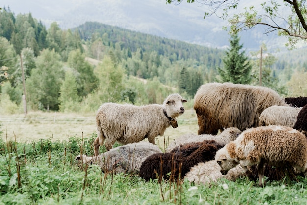 Troupeau de moutons dans les montagnes