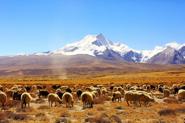 Troupeau de moutons dans les montagnes