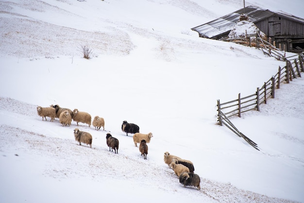 troupeau de moutons dans la neige dans une ferme