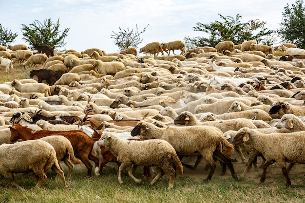 Un troupeau de moutons dans la prairie.