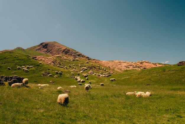 Photo troupeau de moutons dans les prairies du parc national des pyrénées-atlantiques france