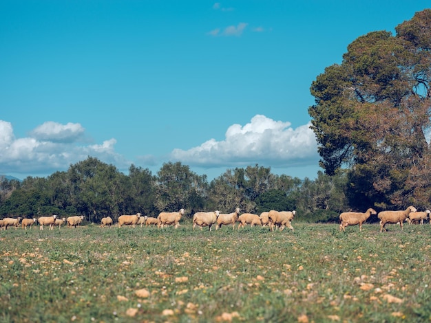 Troupeau de moutons domestiques paissant sur l'herbe verte près des arbres sous un ciel bleu nuageux dans la campagne par beau temps