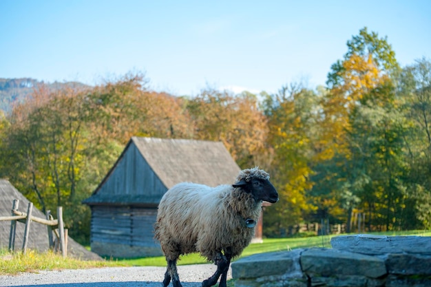 Un troupeau de moutons en été dans un pré à la campagne