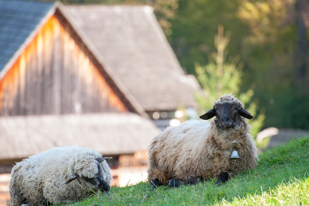 Un troupeau de moutons en été dans un pré à la campagne