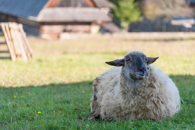 Un troupeau de moutons en été dans un pré à la campagne