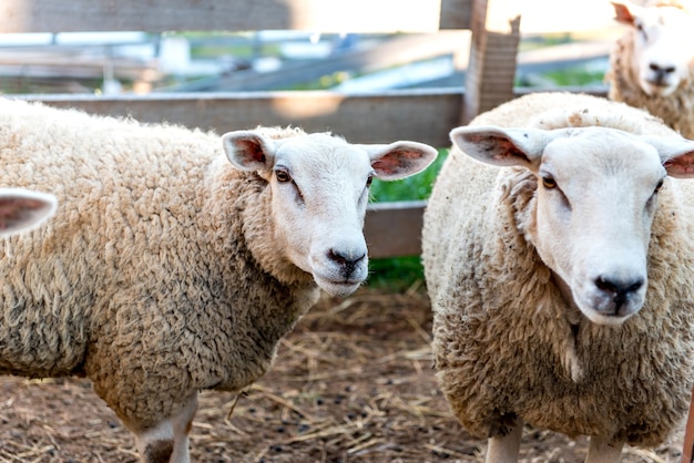 Troupeau de moutons à la ferme, beaux moutons de laine