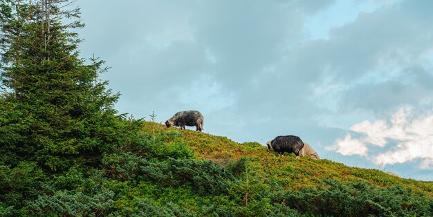 troupeau de moutons sur fond de montagnes vert forêt ciel bleu pâturage pâturage animaux d'élevage