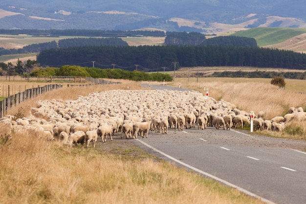 Troupeau de moutons laine crossing country road