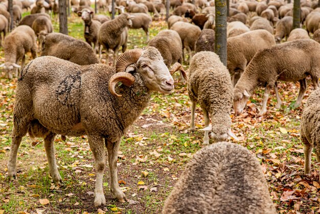 Troupeau de moutons mangeant de l'herbe