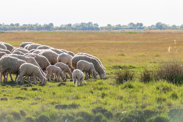 Troupeau de moutons, moutons sur terrain