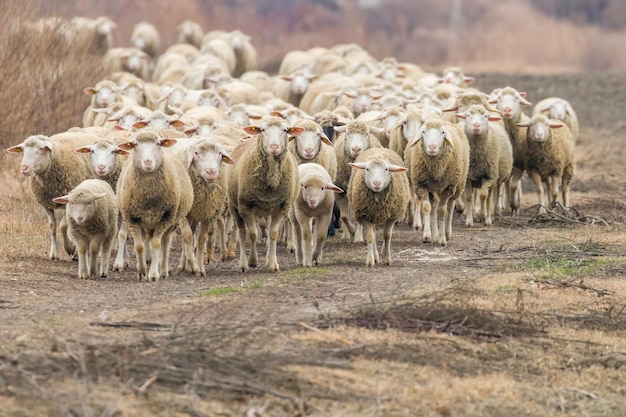 Troupeau de moutons, moutons sur terrain