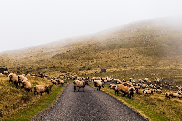 Troupeau de moutons paissant à côté du chemin du Camino de Santiago